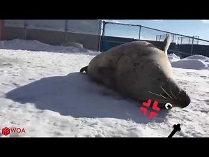 Bouncing Seal | 999% LOSE Try Not to LAUGH Challenge IMPOSSIBLE - Woa Doodles