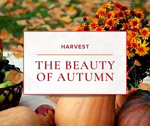 9.2K views | Let our fragrant floral bouquets mesmerize your senses this autumn. ✨ From rustic arrangements to cozy centerpieces, embrace the warmth and charm this season brings with our freshly curated fall collection designed by your favorite flower shop in Minneapolis.  | Schaaf Floral | Facebook