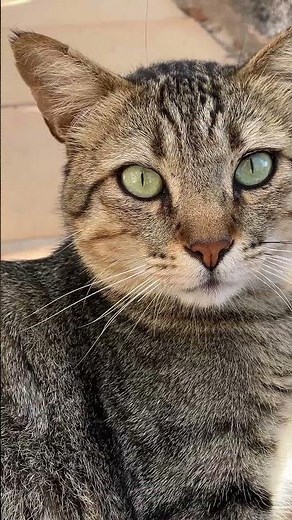Tabby Cat Close-Up Outdoors | Calm Eyes in Natural Light