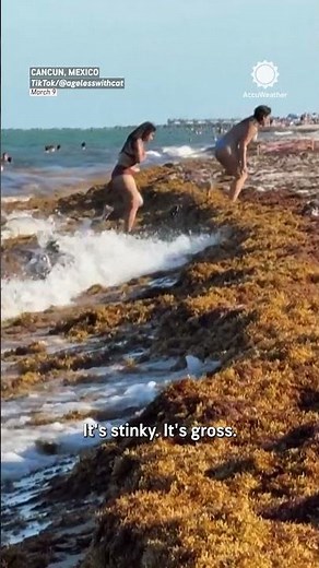 Record Sargassum Could Slam Spring Break Beaches