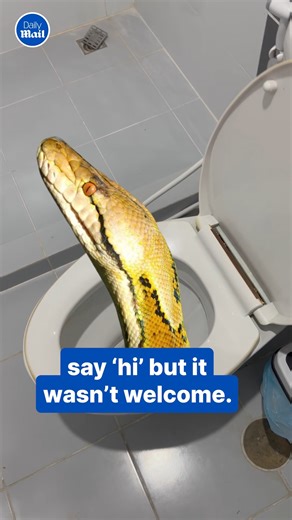 'Now I'm afraid every time I use the toilet' 😳🐍 | Daily Mail Video