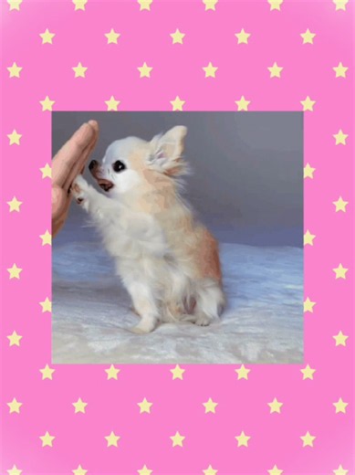Chiwawa Dog Dancing Compilation — Cute Chihuahua Moves