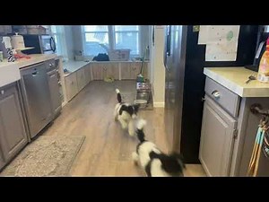 A Day in The Life of a Standard Poodle Breeder. July 2, 2022