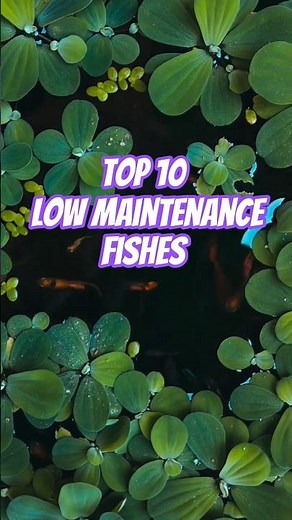 Low Maintenance Fish for Beginners 🐠 top 10| Easy to Keep Aquarium Fish #shorts #fishing