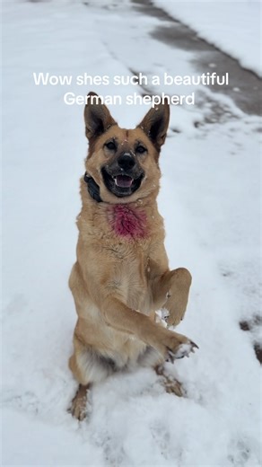 Confusing Dog Breeds: German Shepherd Lookalikes