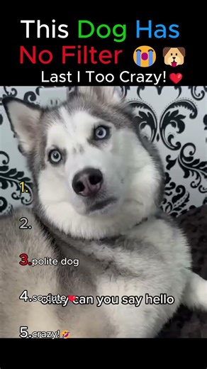 This Dog Has No Filter 😭🐶 #viral #funny #dontlaught #pets #laugher #ranking #shorts #dog #dogs