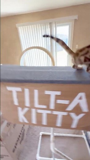 Cat Takes on INSANE Cardboard Box Obstacle Course! #catlife