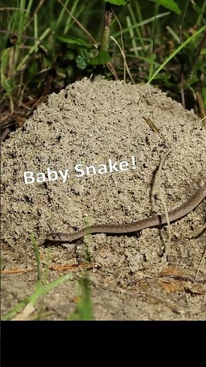 Timelapse: Fire Ant Colonies in the Rain. 2025 Compilation 2.