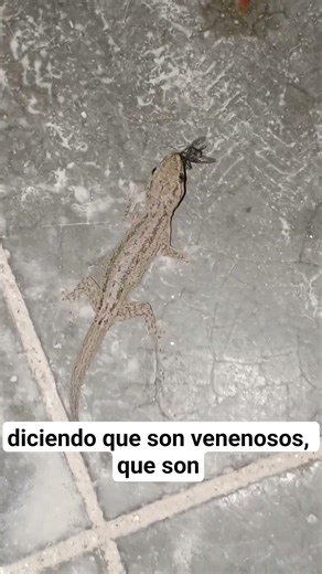 Geko comiéndose una mosca de media noche. #biology #insecticida #cocina