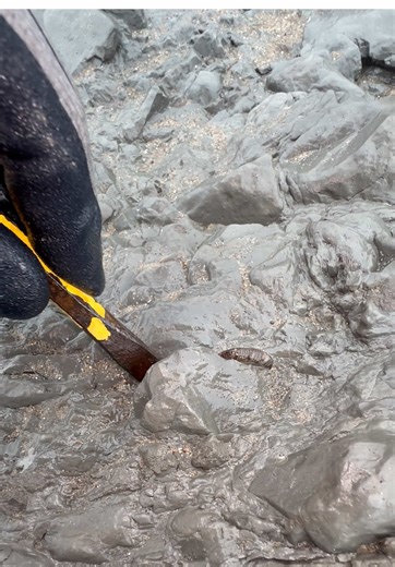 Discovering a 100 Million-Year-Old Shrimp and Ammonite Fossil