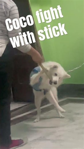 Coco fight with stick