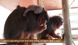 14K views · 926 reactions | Colchester Zoo is very excited to announce a tiny baby Coppery Titi monkey has been born! Born on the 26th August this is the second successful birth for Mum, Whiskey and Dad, Colby here at Colchester Zoo after they welcomed their first offspring in April last year, a male named Pico. Find out more about the new arrival here> https://www.colchester-zoo.com/2020/09/coppery-titi-monkey-is-born/ | Colchester Zoo | Facebook