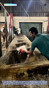 Feeding Preparation: Cleaning the Feed Trough for Cattle