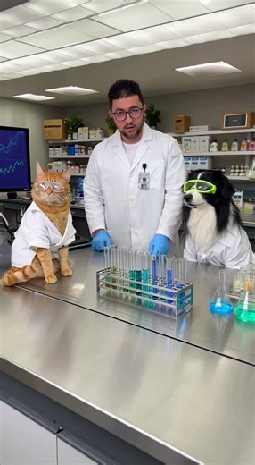 Scientist working with a cat and dog scientists #scientist #laboratory #dogs #cats #coworkers
