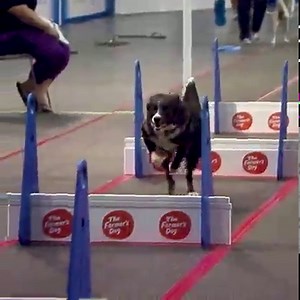 Watch the ultimate relay race for dogs, only on ESPN2! Tune in Saturday at 1 PM ET for the AKC Flyball Dog Challenge. | American Kennel Club