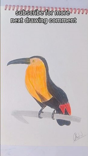 how to draw a beautiful bird in minutes