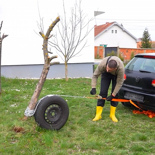 Move a tree with its roots like a pro! | Sweden Art & Architecture