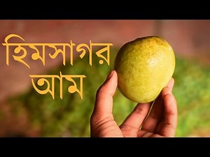 হিমসাগর আম । Himsagar Mango । হিমসাগর আমের পরিচিতি । Mango Hut