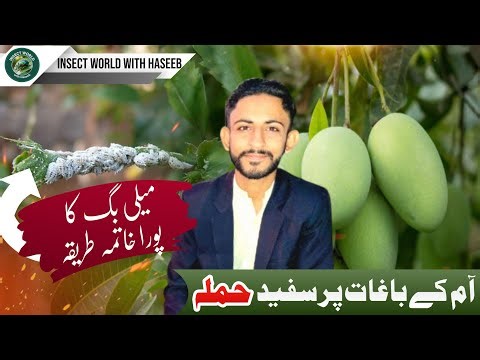 Mango Mealy Bug | آم کی میلی بگ | Symptoms, Damage, Control in Urdu/Hindi