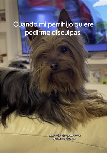 Loki “El Exterminador” on TikTok