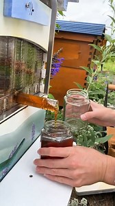 975K views · 16K reactions | We are always getting asked, ‘Where are the bees when you’re harvesting? Why aren’t they robbing the honey?'. Come and take a look…  #beeeducation #honeyharvest #flowhive #honey | Flow Hive | Facebook