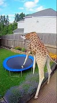 Wild Animals Bounce: Unbelievable Trampoline Encounters!