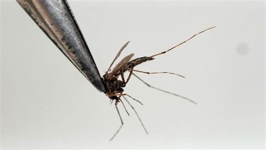 Escalating threat of EEE and mosquito borne illnesses: The danger, and how to avoid it