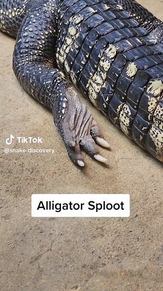 Rex is in full sploot mode today! learn more about her at: https://youtu.be/tkedsxGc7YI#animals #alligatorsoftiktok #exoticpets