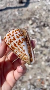 Good Morning Shellers ….. it’s the Alphabet cone . This one is alive & was gently returned to his home after he had some photos made of course . We love sharing with you the beauties that we find daily in the Ten Thousand Islands . If you look closely at the Alphabet cones under a microscope you can find letters of the Alphabet . Having a collection of cones with the letters A - Z would for sure make an Amazing Collection . Come shell with us let us help you find the Shell of a Lifetime ™️ 🐚 🐚