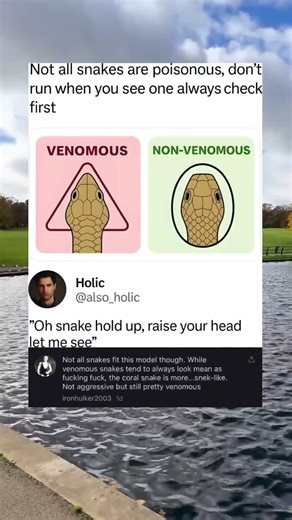 How To Tell If A Snake Is Venomous By Its Head Shape 🐍 #lifehacks #survival