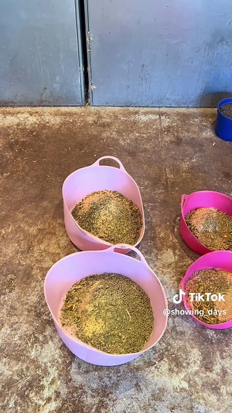 How to Feed Your Horses: A Feeding Guide