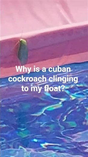 Cuban cockroach
