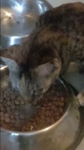 1 boy 2 kittens if you link and comment