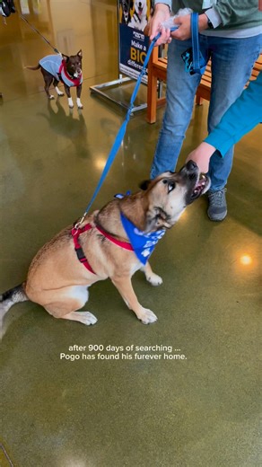 900 days later!! The amazing Pogo has been adopted!!! He is officially a foster fail and will be staying with his foster family permanently. We are so happy for Pogo! 😍 | Peninsula Humane Society & SPCA