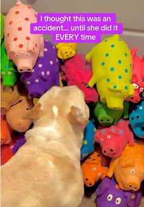 Dog checks pig babies every time: French Bulldog inventory behavior