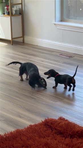 Bella and Mario play time #doxiesquad #puppy #barkbox #dachshund #sausagedog #cute
