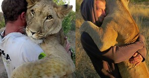 El abrazo de una leona hacia los hombres que la salvaron