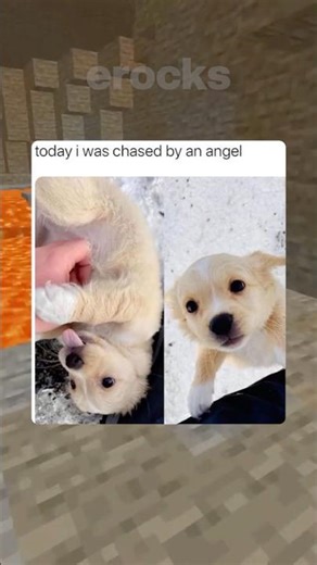 Cute Animal Memes