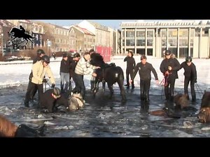 Icelandic horses break through ice - UNCUT VERSION