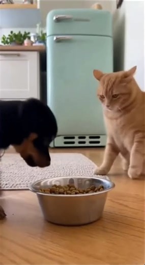 Dog food aggression. The dog barked at the cat, got hit, and then immediately begged for forgiveness