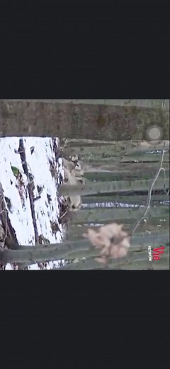 Wolves in Their Natural Habitat: Stunning Nature Clips