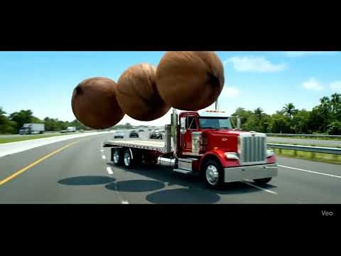 Is it possible to produce giant coconuts? How to crack a coconut?