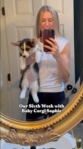 Baby Corgi Sophie: Week 6