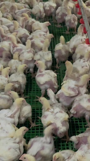 The Life of Chickens: A Glimpse into Poultry Farming