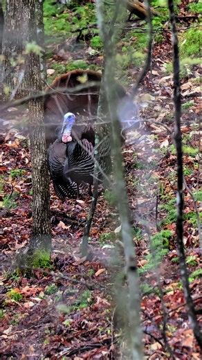 Essential Tips for Successful Turkey Hunting