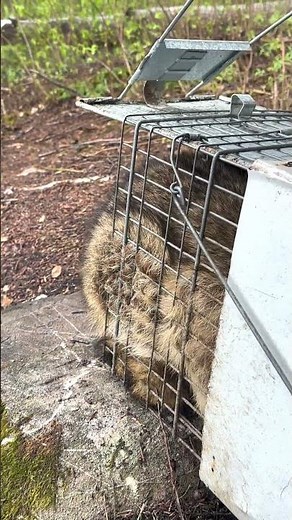 releasing RACCOON from TRAP