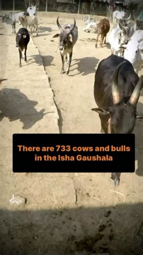 44K views · 1.6K reactions | Established under Sadhguru’s guidance, Isha Gaushala is an important step in the effort to preserve Bharat’s native cattle breeds. Currently, Isha Gaushala is home to 733 cows and bulls, preserving 24 indigenous breeds from 9 different states of Bharat. #Gaushala #Cattle | Isha Foundation | Facebook