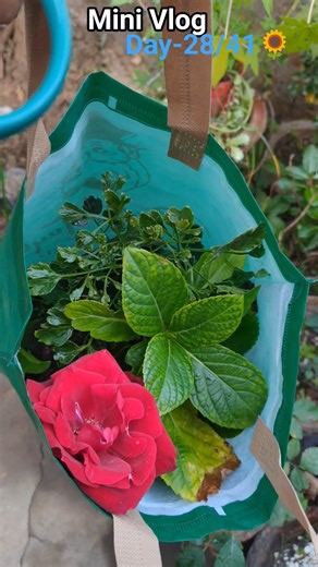 दीदी के घर से लिए ढेर सारे पौधे😅 #minivlog #dailyvlog #teacherlife #flowers #plants #love #shorts