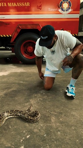 Ular piton muncul di area parkiran