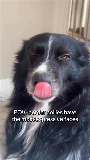 8.3K views · 2.4K reactions | My border collie doesn’t need words… his face says it all Please tell me your border collie tells you how they REALLY feel too⬇️ #bordercolliesarethebest #bordercollies #bordercollie #funnydog #funnydogsofinstagram #funnydogvideos #funnydogreels #dogowner #dogowners #dogownerlife #dogownerproblems #facialexpressions #dogfaces #funnydogface #dogreels #dogreelsofinstagram #dogreelsofinsta #herdingdog #herdingdogs | Curedbydogs | Facebook